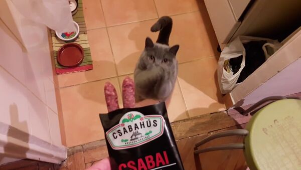 Gato aperfeiçoa arte de pedir comida - Sputnik Brasil