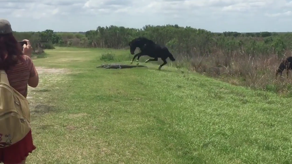 Tinha que ser na Flórida: cavalo pisa em aligátor - Sputnik Brasil