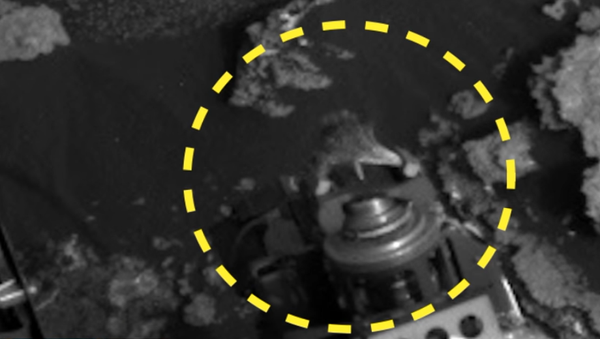 Lagarto extraterrestre na sonda Curiosity - Sputnik Brasil