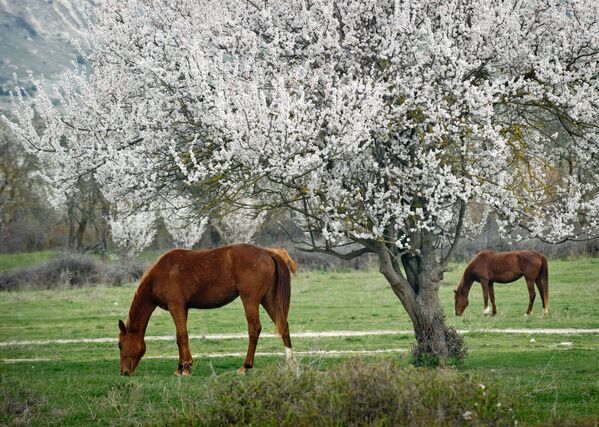Cavalos pastando perto da montanha Rocha Branca, na Crimeia - Sputnik Brasil