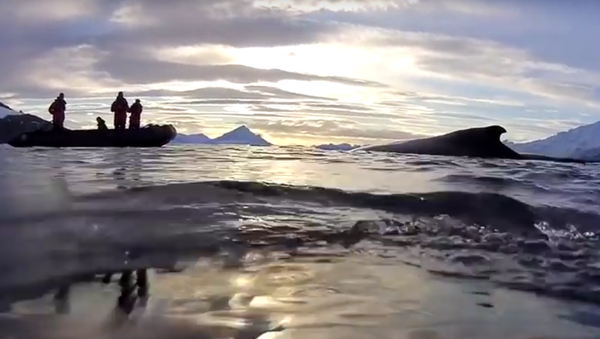 Os cientistas fizeram um vídeo, pondo a câmera nas costas de uma baleia, que mostra as águas do oceano Pacífico - Sputnik Brasil