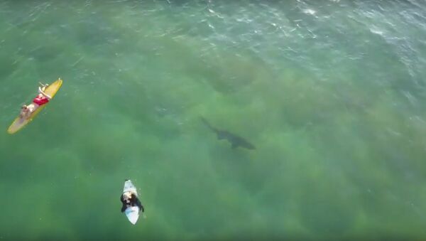 'Tubarão' na vida real! Peixe carnívoro nada perto de surfistas - Sputnik Brasil