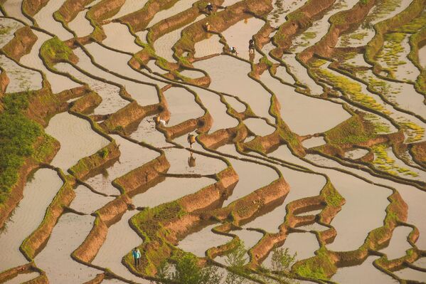 Plantação de grãos de arroz em Leshan, província de Sichuan, em 19 de abril de 2017 - Sputnik Brasil