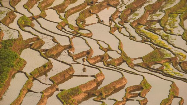 Plantação de grãos de arroz em Leshan, província chinesa de Sichuan - Sputnik Brasil