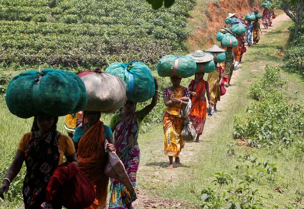 Indianos carregam sacos com folhas de chá, Índia - Sputnik Brasil