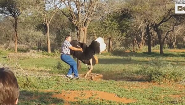 Avestruz gigante enfurecido ataca homem - Sputnik Brasil