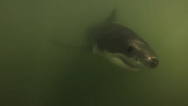 Barqueiros filmam encontro de perto com tubarões brancos - Sputnik Brasil