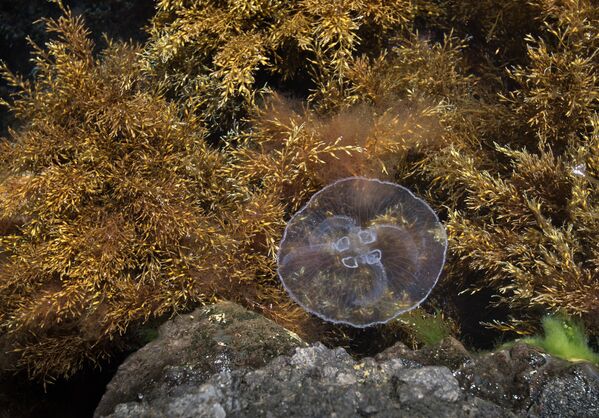 Medusa nas águas do mar Negro em Kara Dag - Sputnik Brasil