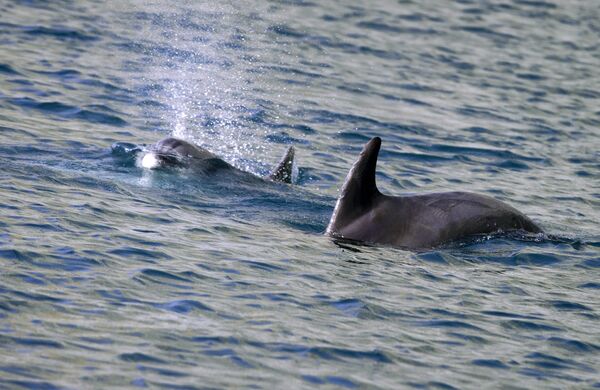 Golfinhos desfrutam das águas do mar Negro em Kara Dag - Sputnik Brasil
