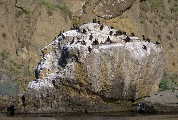 Aves descansam sobre uma rocha na reserva natural de Kara Dag, na Crimeia - Sputnik Brasil