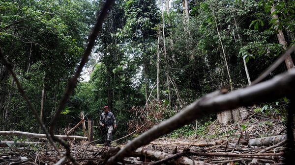 Desmatamento volta a crescer na Amazônia - Sputnik Brasil