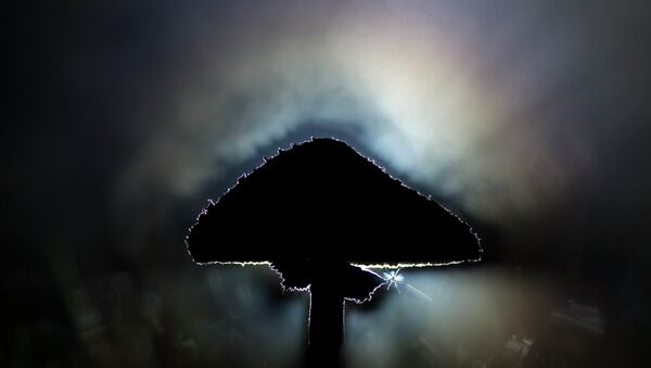 Parasol mushroom - Sputnik Brasil