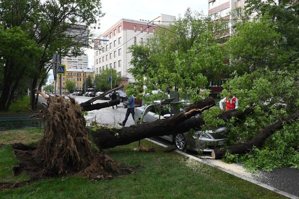 Uma árvore quebrada pela tempestade em uma das ruas de Moscou - Sputnik Brasil