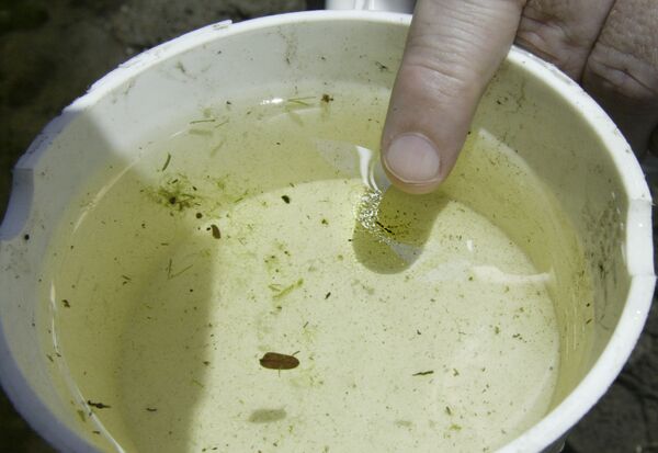 Gary Good, analista da entidade controladora da situação dos mosquitos de Palm Beach, EUA, mostra uma larva do mosquito Anopheles em 28 de julho de 2003 Gary Good, analista da entidade controladora da situação dos mosquitos de Palm Beach, EUA, mostra uma larva do mosquito Anopheles em 28 de julho de 2003 - Sputnik Brasil