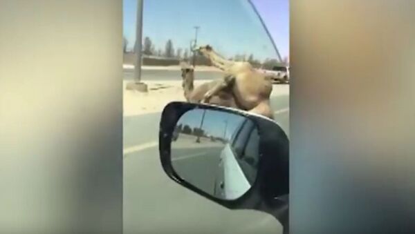 Dois camelos em Dubai - Sputnik Brasil