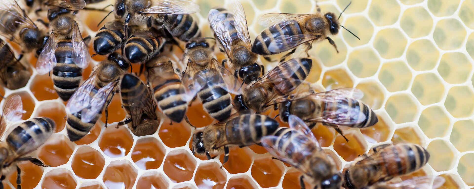 Grupo de abelhas está fazendo mel  - Sputnik Brasil, 1920, 10.09.2022