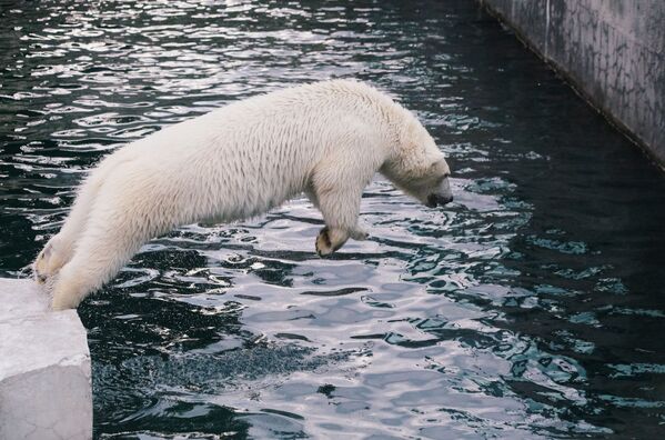 Urso branco toma banho no Jardim Zoológico de Moscou - Sputnik Brasil