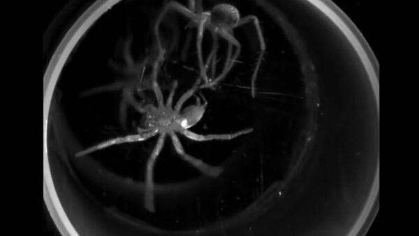 'Dança mortal' de duas aranhas canibais foi filmada em câmera lenta - Sputnik Brasil