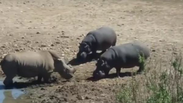 Hipopótamos matam rinoceronte durante luta por água - Sputnik Brasil
