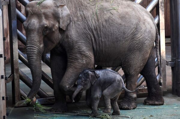 Elefante bebé que nasceu no Jardim Zoológico de Moscou - Sputnik Brasil