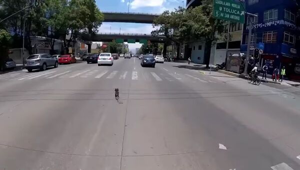 Heroína sobre rodas: ciclista tenta salvar cachorro de inúmeros carros - Sputnik Brasil