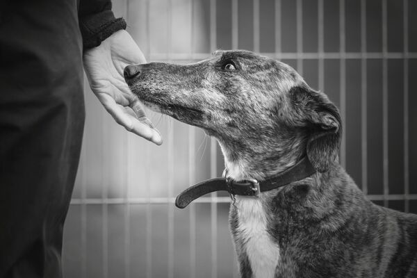 Fotografia vencedora da categoria cães resgatados - Sputnik Brasil