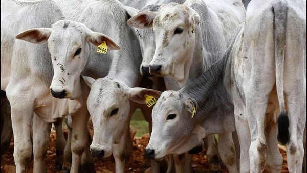 Só em maio, China devolveu mais de 350 toneladas de carne brasileira - Sputnik Brasil