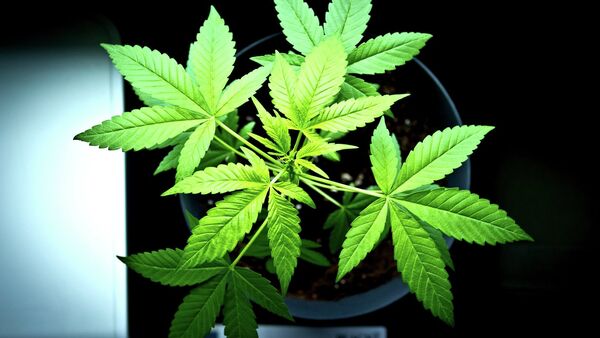 Cannabis plant - Sputnik Brasil