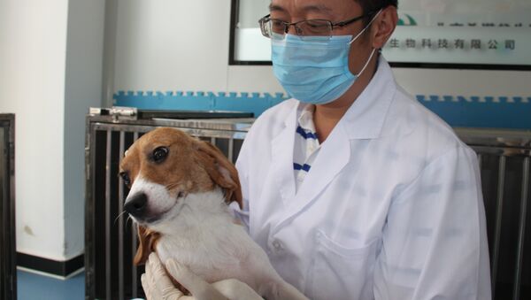 Um cachorro-clone do laboratório da empresa de biotecnologia SinoGene - Sputnik Brasil