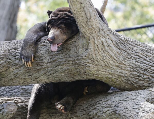 Urso malaio dorme no Jardim Zoológico de Omaha, EUA - Sputnik Brasil