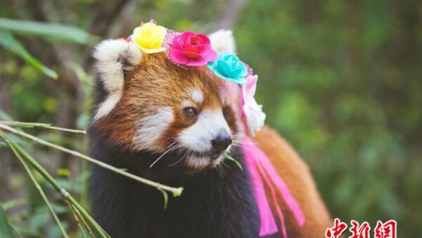 Cute Red Panda Photos Posted to Promote Animal Care - Sputnik Brasil