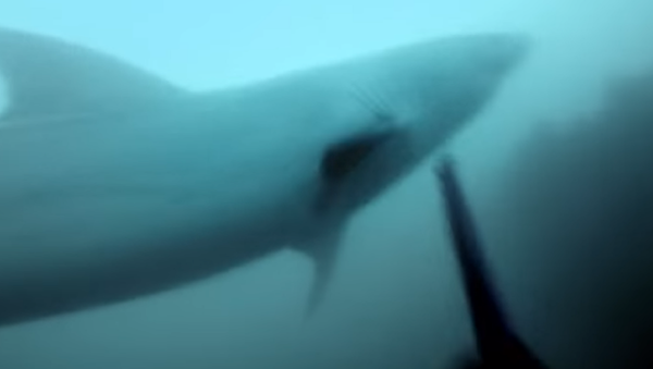 Homem caça grande tubarão branco - Sputnik Brasil