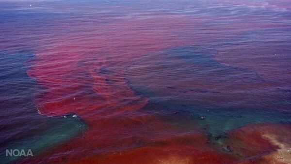 Algas vermelhas na Califórnia - Sputnik Brasil