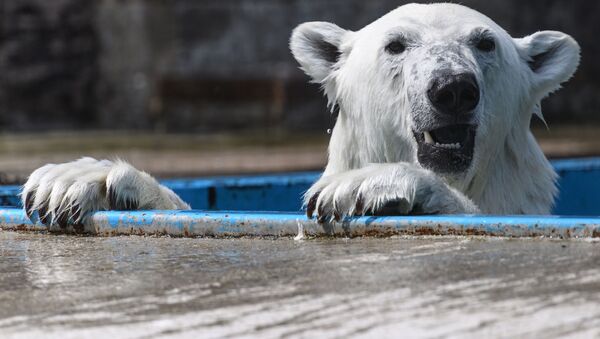 Um urso polar no Centro de Reprodução dos Animais em Extinção do Jardim Botânico de Moscou - Sputnik Brasil