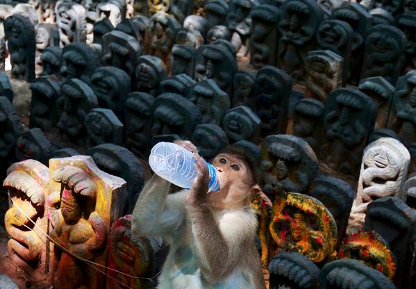 Um macaco bebê bebe leite durante o festival hindu de Nag Panchami, na Índia - Sputnik Brasil