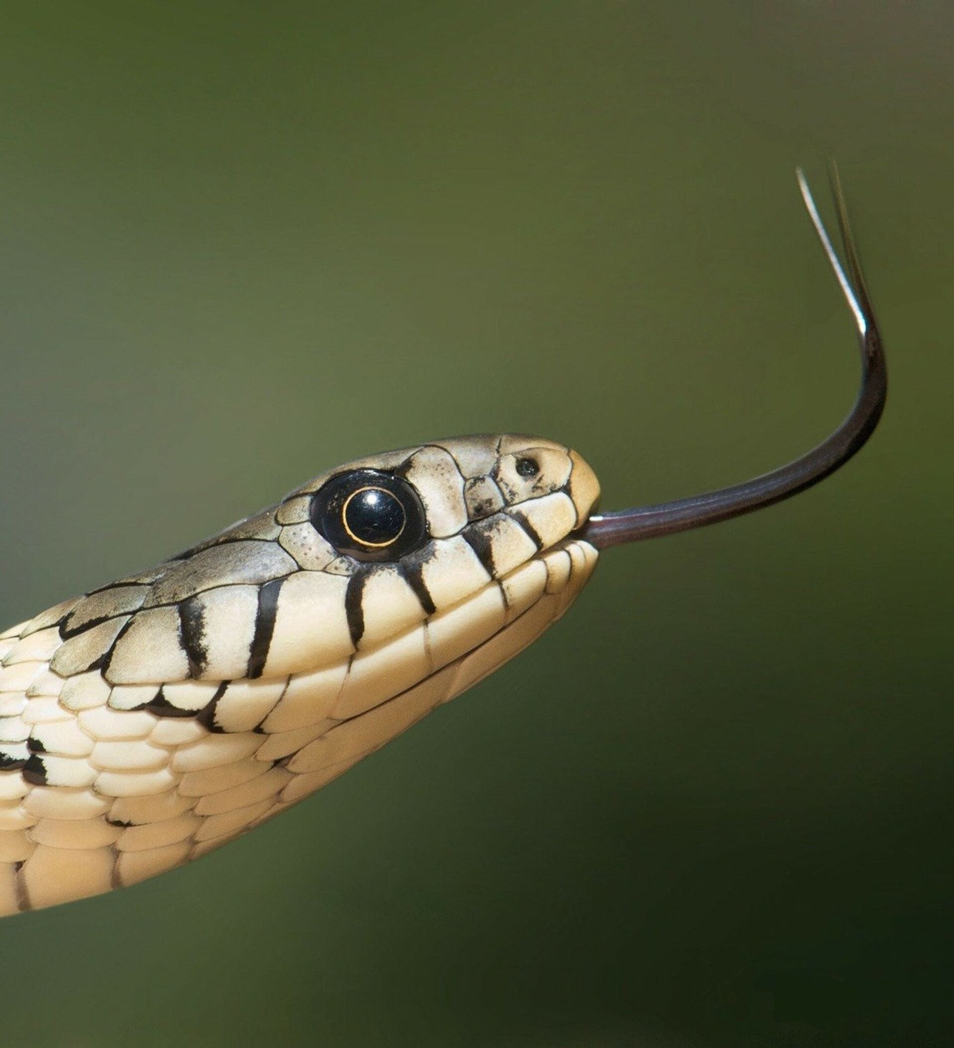 Australiana chama resgate para capturar cobra de borracha