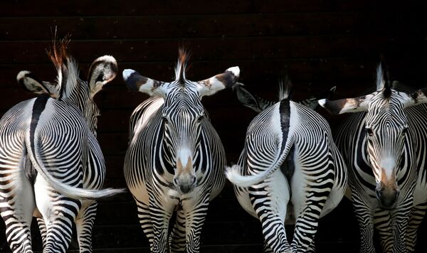 Zebras no jardim zoológico de Augsburg, no sul da Alemanha - Sputnik Brasil