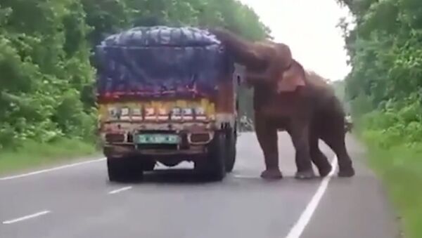 No estado de Bengala Ocidental, Índia, o elefante adulto foi captado por motoristas quando tentava roubar comida de um caminhão - Sputnik Brasil