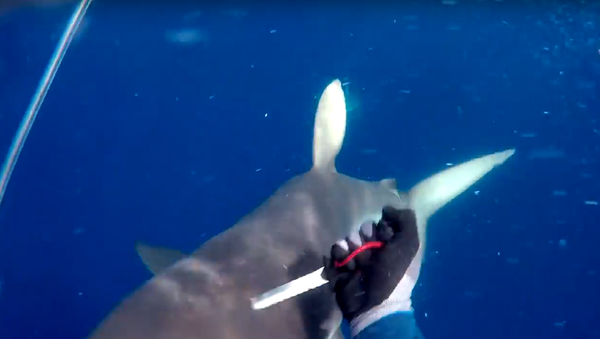 Não toque em meu atum! Mergulhador enfrenta tubarões para salvar seu pescado - Sputnik Brasil