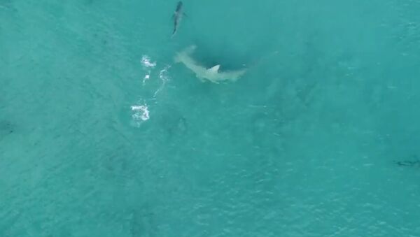 Giant Hammerhead Sharks Hunting Blacktip Sharks - 4K - Sputnik Brasil