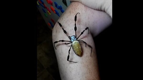 Aranha conhecida sob o nome de tecedeira-de-seda-dourada - Sputnik Brasil
