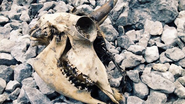 Crânio de um animal (imagem referencial) - Sputnik Brasil