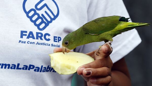 Membro das FARC alimenta passarinha em zona de segurança - Sputnik Brasil
