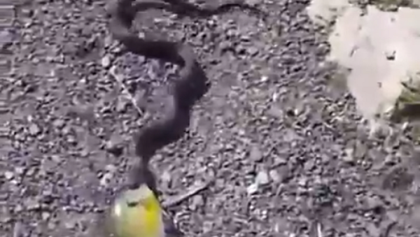 Serpente roubou o peixinho desta criança fazendo-o chorar lágrimas de crocodilo - Sputnik Brasil
