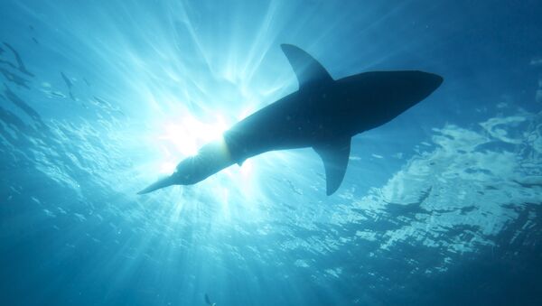 Um tubarão no mar - Sputnik Brasil