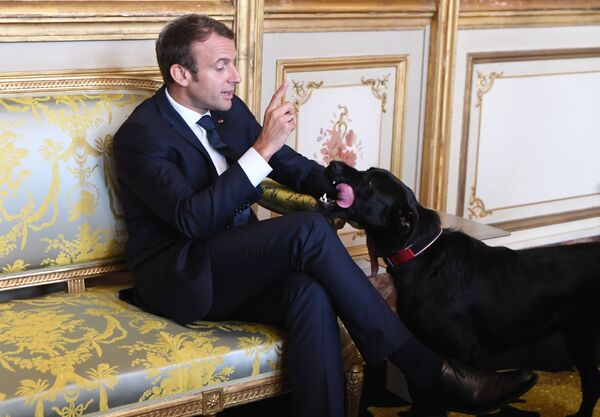 Presidente da França, Emmanuel Macron, com seu cachorro Nemo - Sputnik Brasil