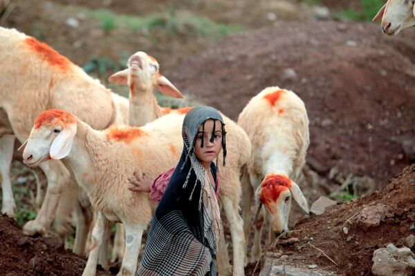 Menina com ovelhas no Afeganistão - Sputnik Brasil