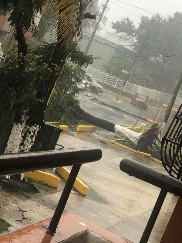 Uma árvore caída depois dos ventos de 297 km/h do furacão Irma, Porto Rico - Sputnik Brasil
