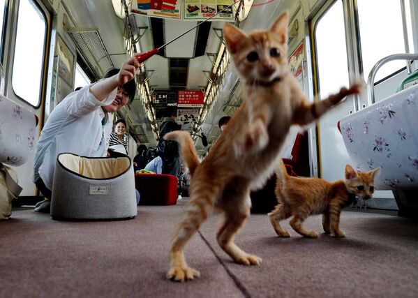 Passageiro brinca com gatos em um trem especial para gatos no Japão - Sputnik Brasil
