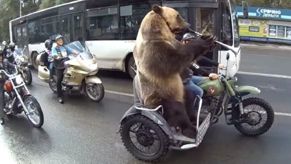 Urso em motocicleta – bem-vindos à Rússia! - Sputnik Brasil
